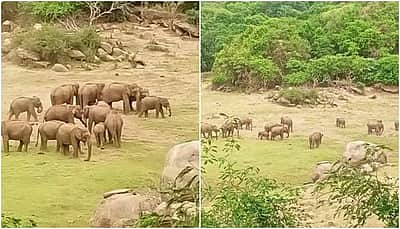 ஆழியாறு அணை பகுதியில் அழகிய யானைக் கூட்டம்!