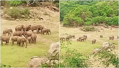 ஆழியாறு அணை பகுதியில் அழகிய யானைக் கூட்டம்!