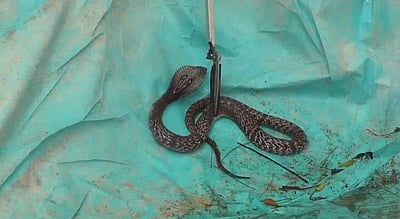 விஷப்பாம்பை விட்டு மனைவி, மகளைக் கொன்ற கணவர் கைது!