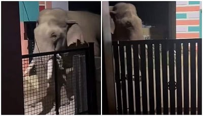 கோவை: இரவில் ஊருக்குள் புகுந்த ஒற்றை காட்டுயானை- பொதுமக்கள் அச்சம்