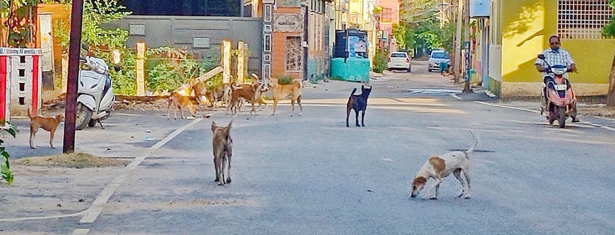 அச்சமூட்டும் நாய்கள்