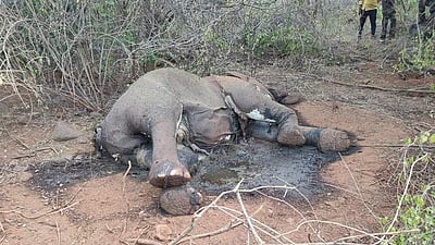 தடாகம் வனப்பகுதியில் யானை இறப்பு!