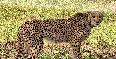 ம.பி.: 8-ஆவது சிவிங்கிப் புலி உயிரிழப்பு