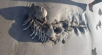 கடற்கன்னிகள் உண்மையா? ஆஸி.யில் அரியவகை எலும்புகள்!!