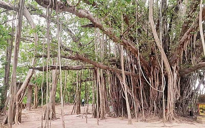 ஆஸ்கர் விருதும், ஆலமரமும்!