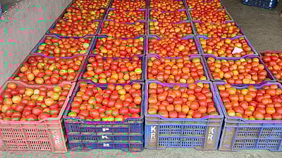 தக்காளி கிலோ ரூ.100 விற்பனை!