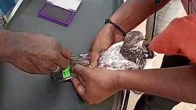 கோவையில் புறா பந்தயம்... ஆர்வமுடன் புறாக்களை பறக்கவிட்ட இளைஞர்கள்.!