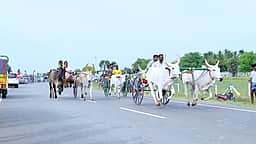 கடலாடி அருகே இரட்டை மாட்டு வண்டிப் பந்தயம்