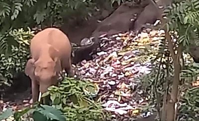 காலில் காயத்துடன் காட்டு யானை: குப்பைகளை உண்ணும் அவலம்