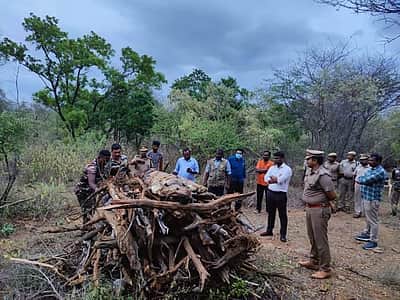 சத்தியமங்கலம் வனப்பகுதியில் 5 வயது ஆண் புலி உயிரிழப்பு: வனத்துறையினர் விசாரணை 
