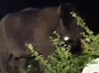 தேயிலைத் தோட்டத்திற்குள் நுழைந்த  ஒற்றைக் காட்டு யானை: வைரல் விடியோ!