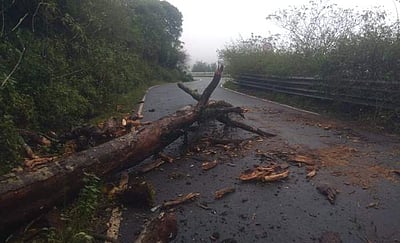 ஹைவேவிஸ் மலைச்சாலையில் மரம் விழுந்து போக்குவரத்து பாதிப்பு!