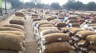 பருத்தி விலை குவிண்டாலுக்கு ரூ. 450 உயர்வு 