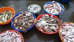 தொண்டியில் வரத்து குறைவால்
மீன்களின் விலை அதிகரிப்பு