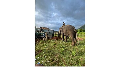 மயக்க ஊசி செலுத்தி மக்னா யானை பிடிக்கப்பட்டது