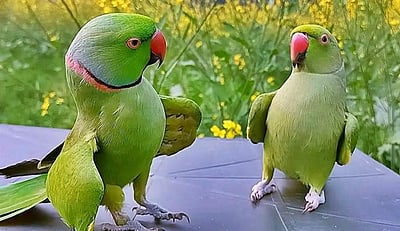 மதுரை மாவட்டத்தில் வீடுகளில் கிளிகள் வளர்க்க தடை: வனத்துறை அறிவிப்பு