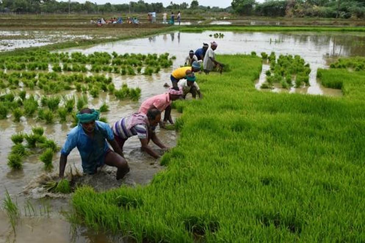 குறுவை தொகுப்புத் திட்டம் தொடங்குவதில் தாமதம் விவசாயிகள் அதிருப்தி