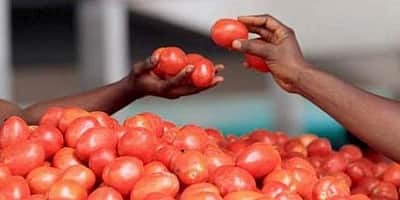 வாராணசியில் தக்காளியை பாதுகாக்க பவுன்சர்கள் நியமித்த காய்கறி வியாபாரி!(விடியோ இணைப்பு)