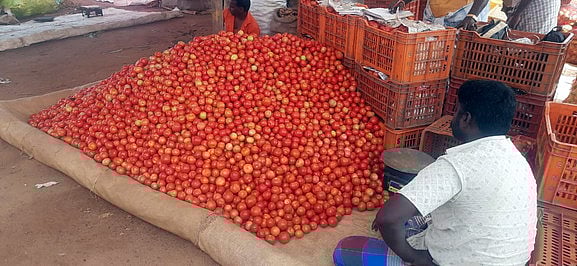 கோயம்பேடு சந்தையில் தக்காளி ரூ.50! ஆண்டிபட்டியில் ரூ.10!!