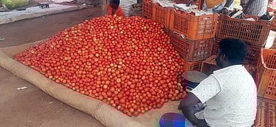 கோயம்பேடு சந்தையில் தக்காளி ரூ.50! ஆண்டிபட்டியில் ரூ.10!!