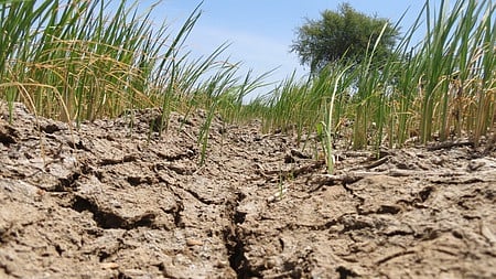 தண்ணீா் பற்றாக்குறையால் பாலைவனமாகும் டெல்டா மாவட்டங்கள்: லட்சக்கணக்கான தொழிலாளா்கள் வேலையிழக்கும் அபாயம்