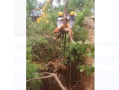 கிணற்றில் தவறி விழுந்த பசு மாடு உயிருடன் மீட்பு