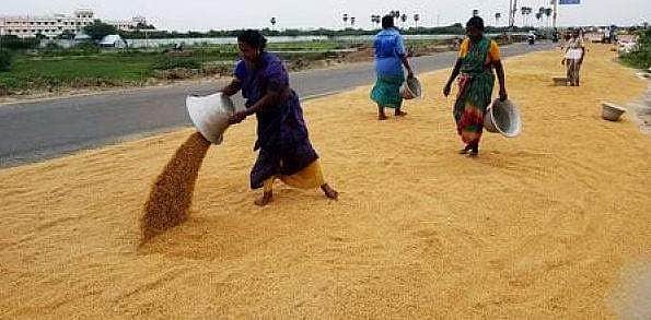 குறுவை பருவத்தில் 5 கோடி மெட்ரிக் டன் நெல் கொள்முதல் இலக்கு: தமி​ழ​க‌த்​தி‌ல்15 ல‌ட்ச‌ம் மெட்ரிக் ட‌ன்​னு‌க்கு வா‌ய்‌ப்பு 