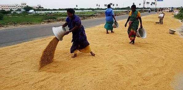 குறுவை பருவத்தில் 5 கோடி மெட்ரிக் டன் நெல் கொள்முதல் இலக்கு: தமி​ழ​க‌த்​தி‌ல்15 ல‌ட்ச‌ம் மெட்ரிக் ட‌ன்​னு‌க்கு வா‌ய்‌ப்பு 