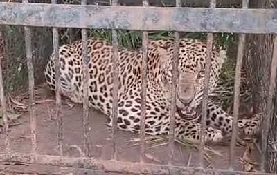 திருப்பதியில் 5-வது சிறுத்தை சிக்கியது!