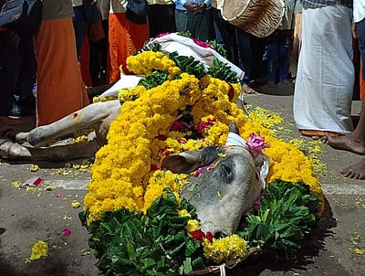 திருவொற்றியூரில் கோயில் காளை இறப்பு: பக்தர்கள் அஞ்சலி!