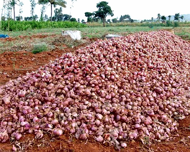 வெங்காய சிக்கல்: வெங்காய விலையேற்றம் குறித்த தலையங்கம்