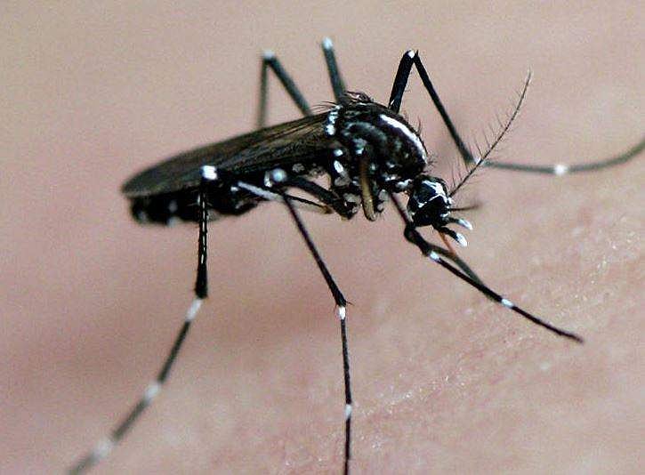 டெங்கு கடந்து வந்த பாதையும் ஏடிஸ் கொசுவும்! -1