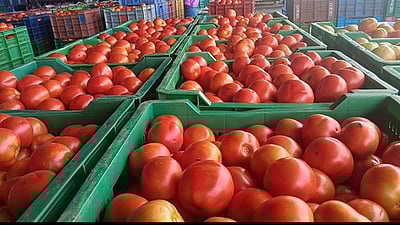 ஒரு மாதத்துக்கு முன்பு.. கிலோ ரூ.200; இன்றோ ரூ.2:  வருத்தத்தில் விவசாயிகள்