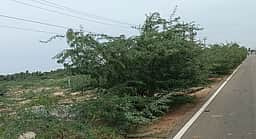 சீமைக் கருவேல மரங்களை
அகற்ற மதிமுக வலியுறுத்தல்