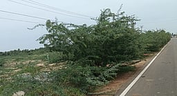 சீமைக் கருவேல மரங்களை
அகற்ற மதிமுக வலியுறுத்தல்