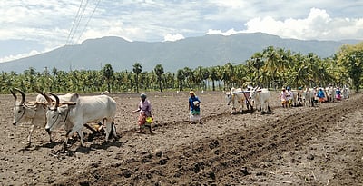 பாரம்பரிய அரிசி ரக இழப்பும் மீட்பும்