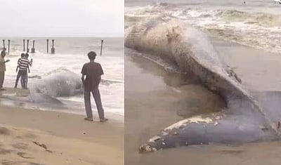 கோழிக்கோடு கடற்கரையில் இறந்து ஒதுங்கிய திமிங்கிலம்!