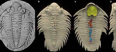 அறிவியல் ஆயிரம்: வயிற்றில் உணவுடன் ட்ரைலோபைட் புதைபடிமம் கண்டுபிடிப்பு!
