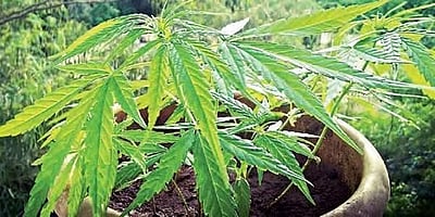 அடுக்குமாடி குடியிருப்புக்குள் கஞ்சா தோட்டம் வைத்த 3 இளைஞர்கள் பிடிபட்டது எப்படி?