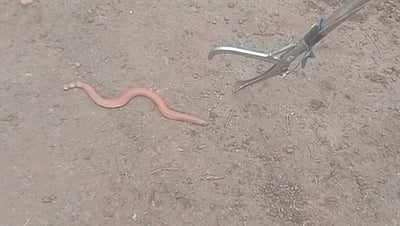 லால்குடியில் அரியவகை கொடிய விஷ பாம்பு!