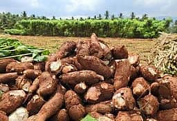 மரவள்ளிக் கிழங்கு பொரியல்