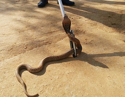 உ.பி.: பாம்பைக் கொன்ற நபர் மீது வழக்கு 