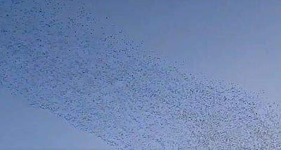 ஜப்பான் நிலநடுக்கம்: ஒன்றாகப் பறந்த பல்லாயிரம் பறவைகள்!