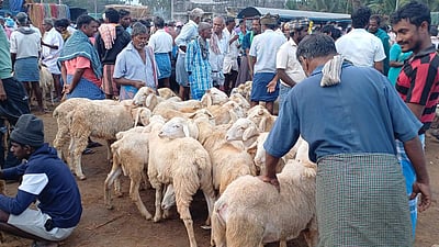 மேச்சேரி சந்தையில் ரூ.3 கோடிக்கு ஆடுகள் விற்பனை