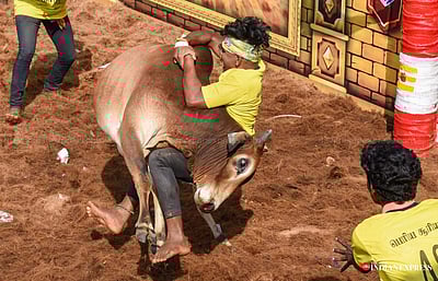 மதுரை ஜல்லிக்கட்டில் 12,176 காளைகள் பங்கேற்பு!