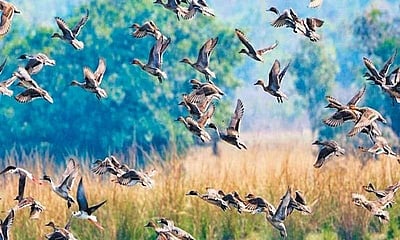 பறவைகள் வேட்டையாடப்படுவதை தடுப்பதற்கு கண்காணிப்பு கேமராக்கள்!