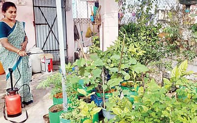 மாடியில் மனநிம்மதி தோட்டம்