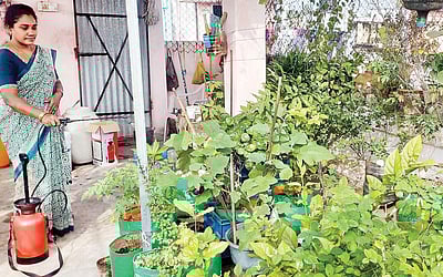 மாடியில் மனநிம்மதி தோட்டம்