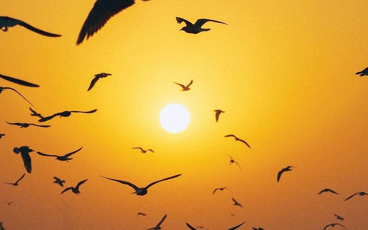 வாழி வாழி கதிரவா!