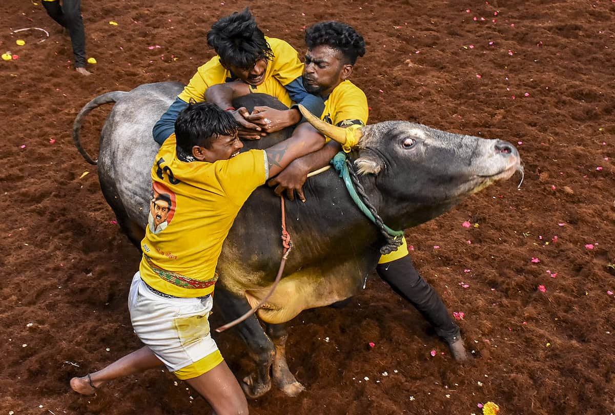 அவனியாபுரம் ஜல்லிக்கட்டு போட்டி - புகைப்படங்கள்